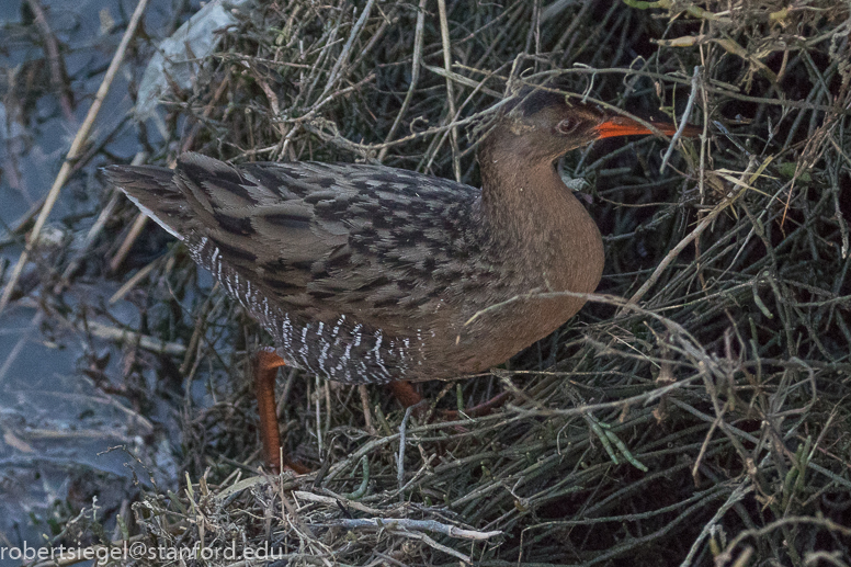 palo alto baylands